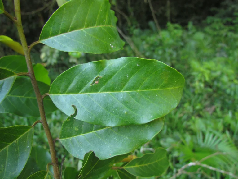 Annona dolabripetala (38)