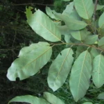Annona dolabripetala (34)
