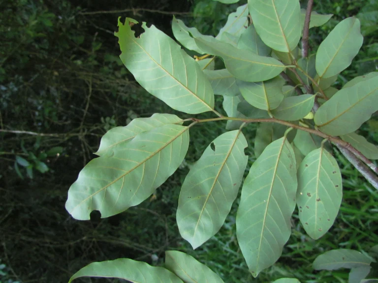 Annona dolabripetala (34)