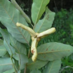 Annona dolabripetala (33)