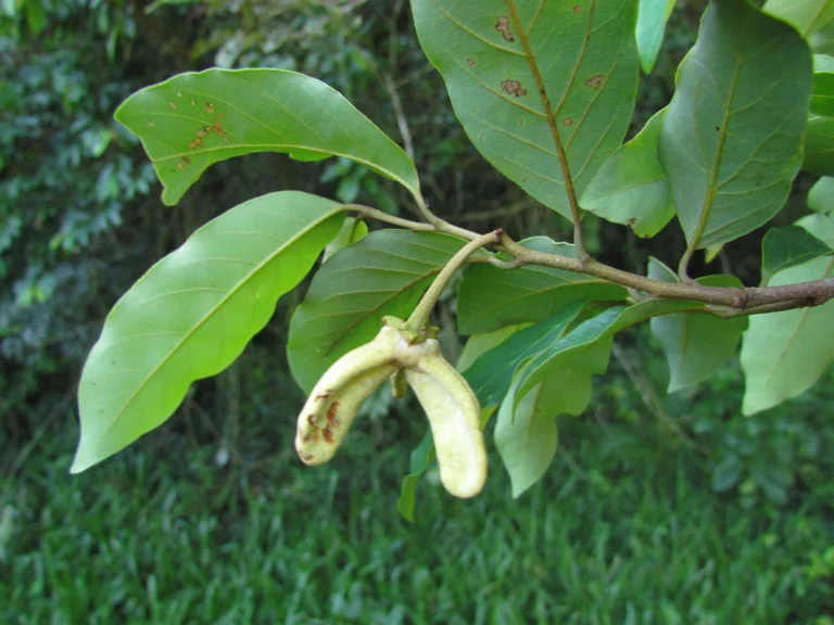 Annona dolabripetala (31)