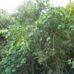 Annona dolabripetala (29)
