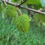 Annona dolabripetala (26)