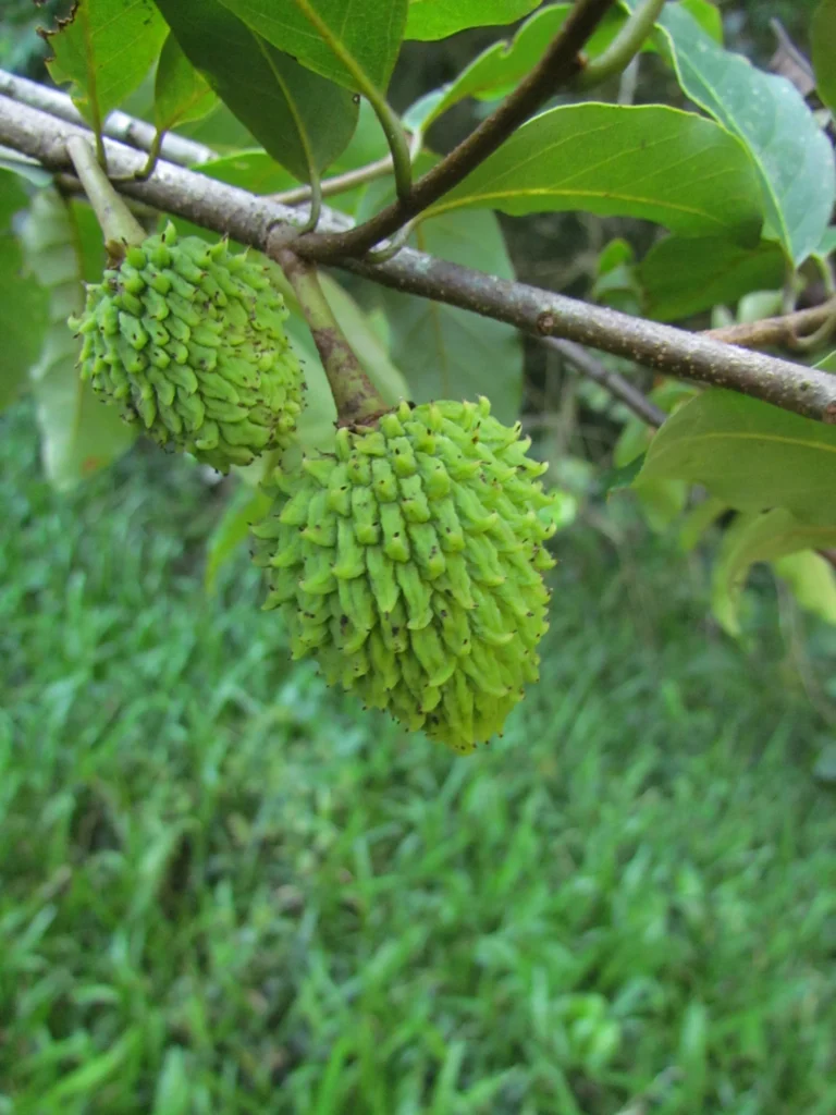 Annona dolabripetala (26)