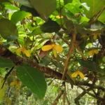Annona dolabripetala (23)