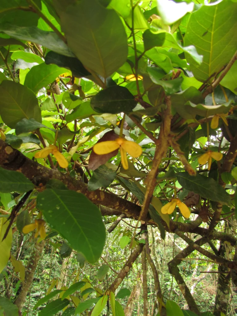Annona dolabripetala (23)