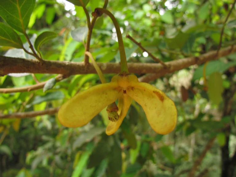 Annona dolabripetala (24)