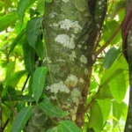 Annona dolabripetala (12)