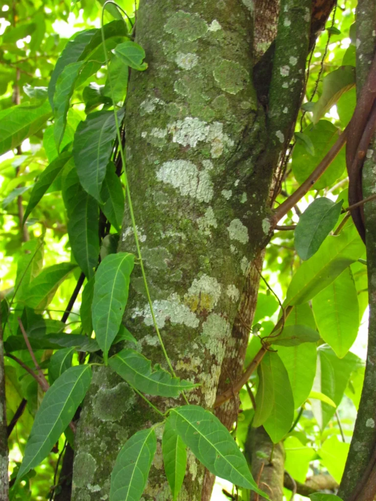 Annona dolabripetala (12)
