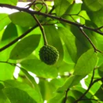 Annona dolabripetala (9)