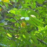 Annona dolabripetala (8)