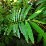 Annona dolabripetala (4)