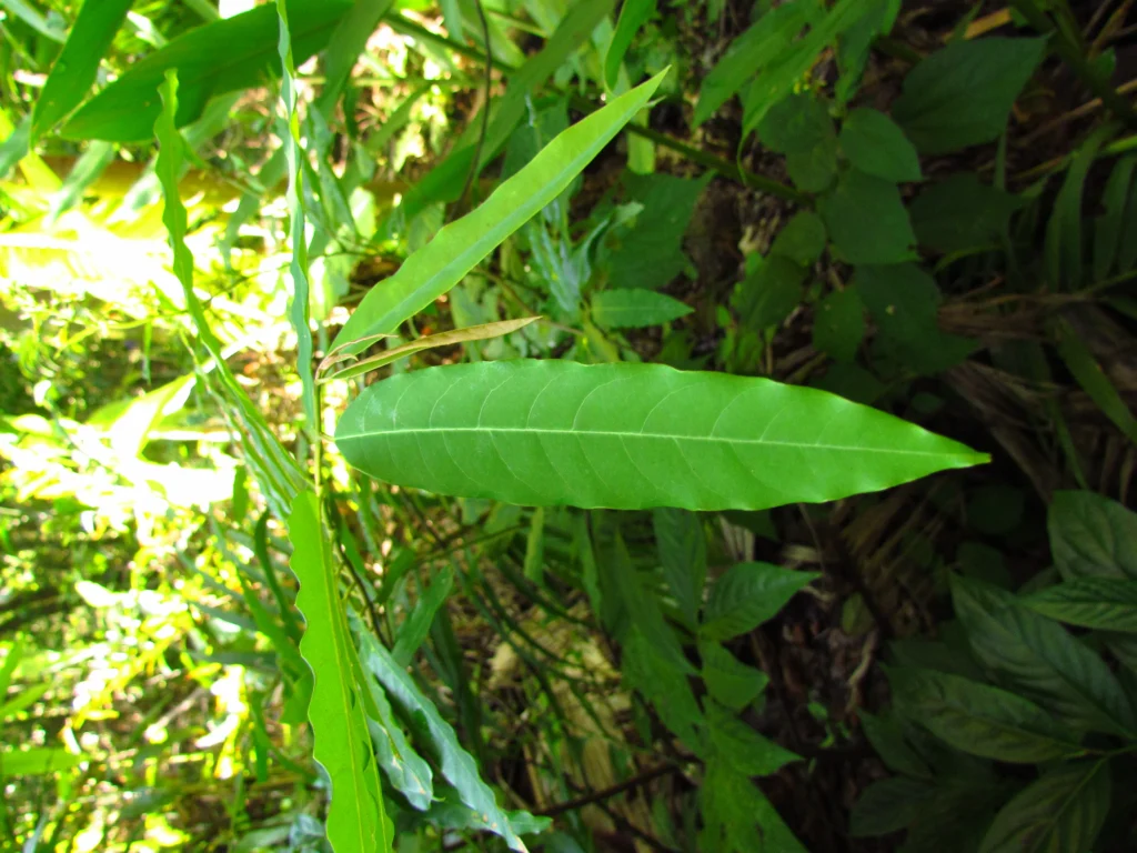 Annona dolabripetala (2)