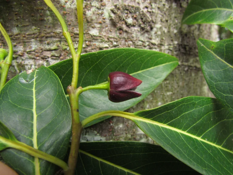 Annona cacans (15)