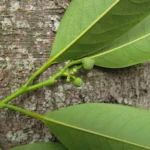 Annona cacans (9)