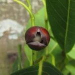 Annona cacans (7)