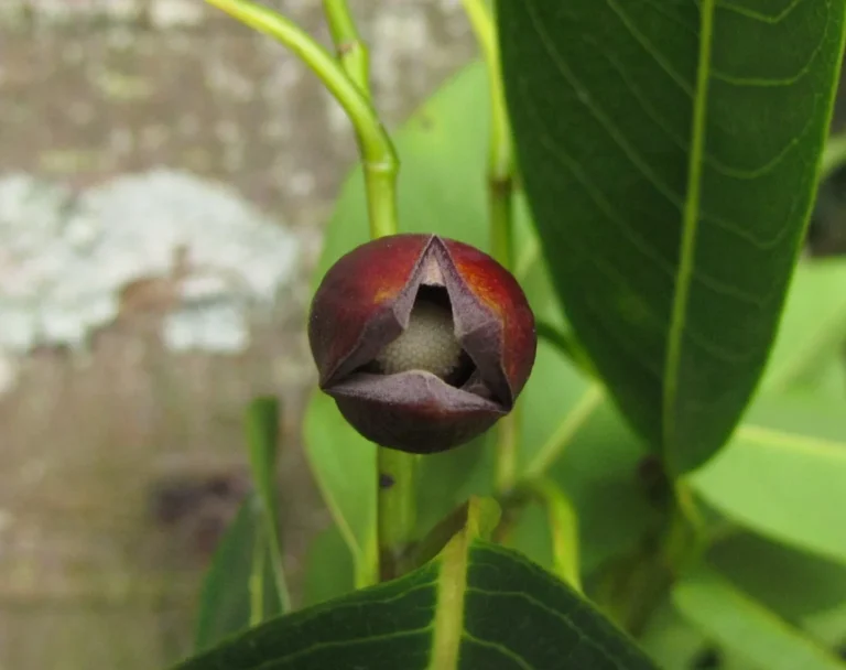 Annona cacans (7)