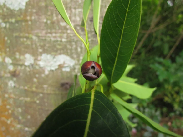 Annona cacans (5)