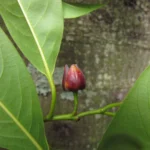 Annona cacans (1)