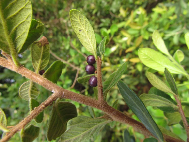 Schinus spinosa (9)