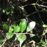 Schinus ramboi (16)