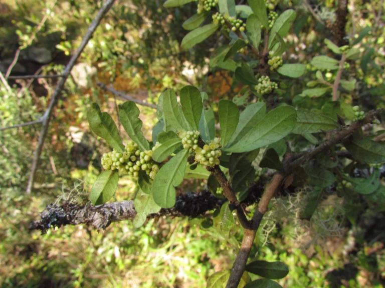 Schinus ramboi (11)