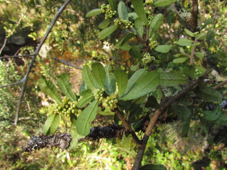 Schinus ramboi (10)