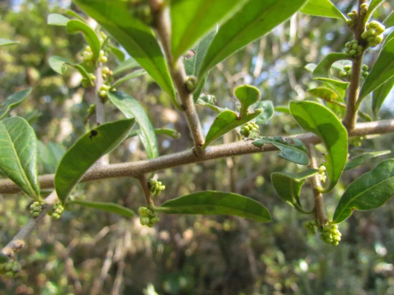 Schinus ramboi (8)