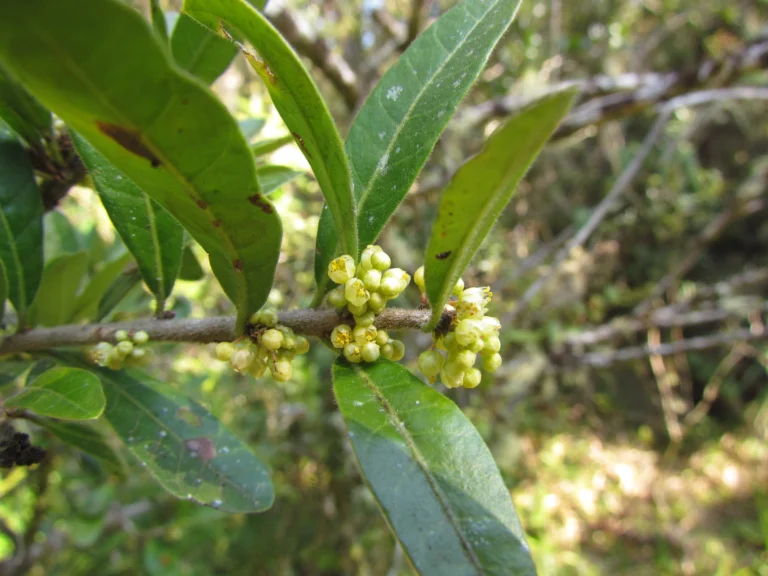 Schinus ramboi (4)