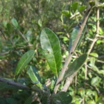 Schinus ramboi (2)