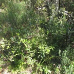 Schinus ramboi (1)