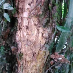 CM170110-08195402
