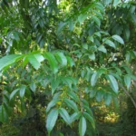 Toxicodendron succedaneum (25)