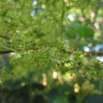 Toxicodendron succedaneum (23)