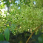 Toxicodendron succedaneum (21)