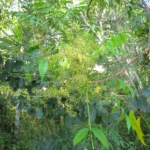 Toxicodendron succedaneum (19)