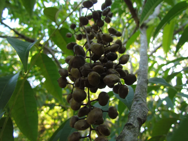 Toxicodendron succedaneum (17)