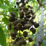 Toxicodendron succedaneum (1)