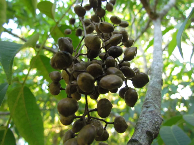 Toxicodendron succedaneum (1)