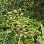 Tapirira guianensis (9)