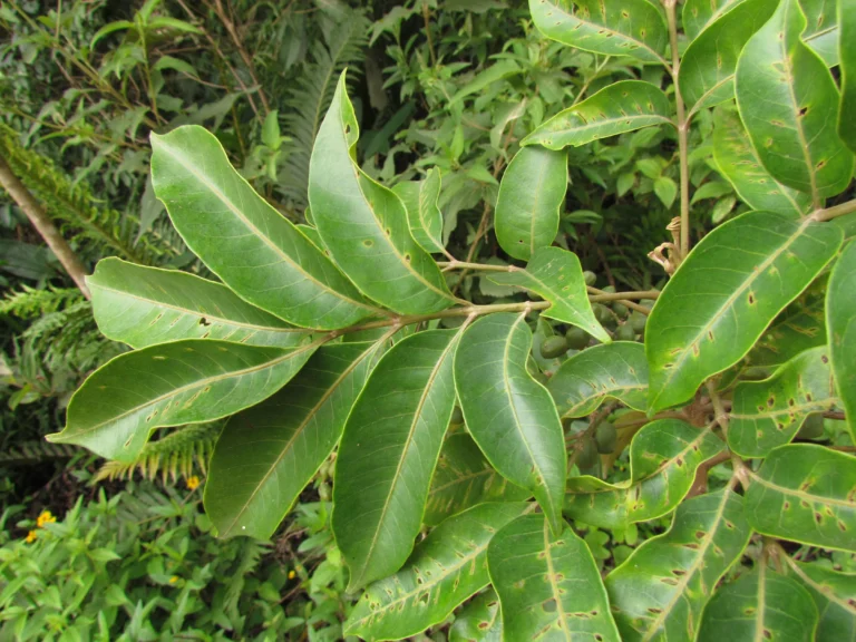 Tapirira guianensis (4)