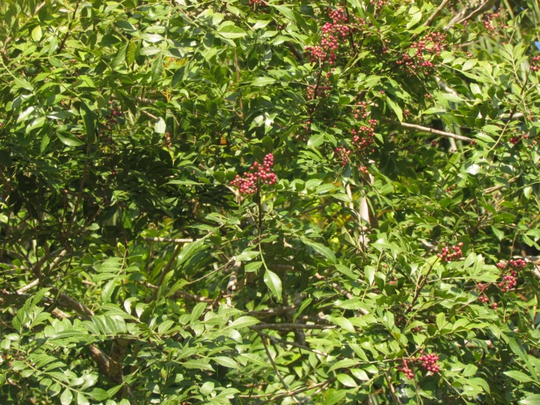 Schinus terebinthifolia (32)