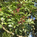 Schinus terebinthifolia (33)