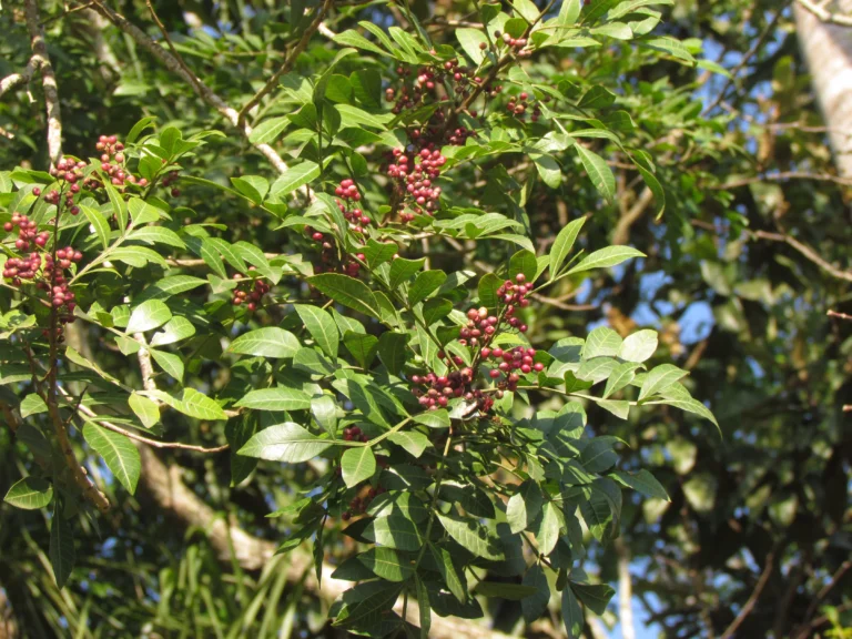 Schinus terebinthifolia (33)