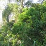 Schinus terebinthifolia (30)