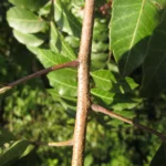 Schinus terebinthifolia (26)