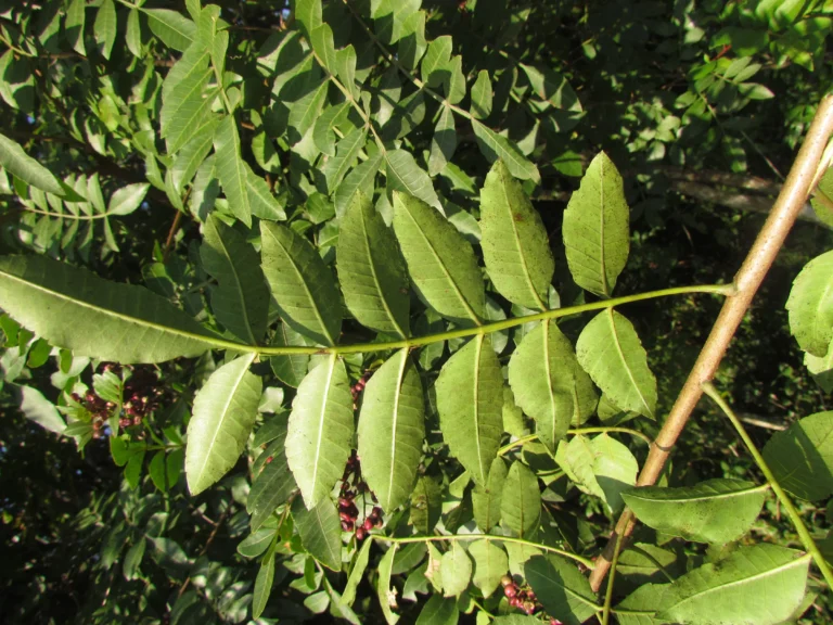 Schinus terebinthifolia (22)