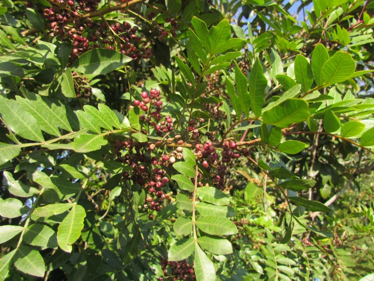 Schinus terebinthifolia (17)