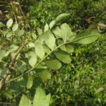 Schinus terebinthifolia (14)