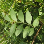Schinus terebinthifolia (13)